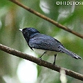 Satin Flycatcher<br />Canon EOS 7D + EF400 F5.6L